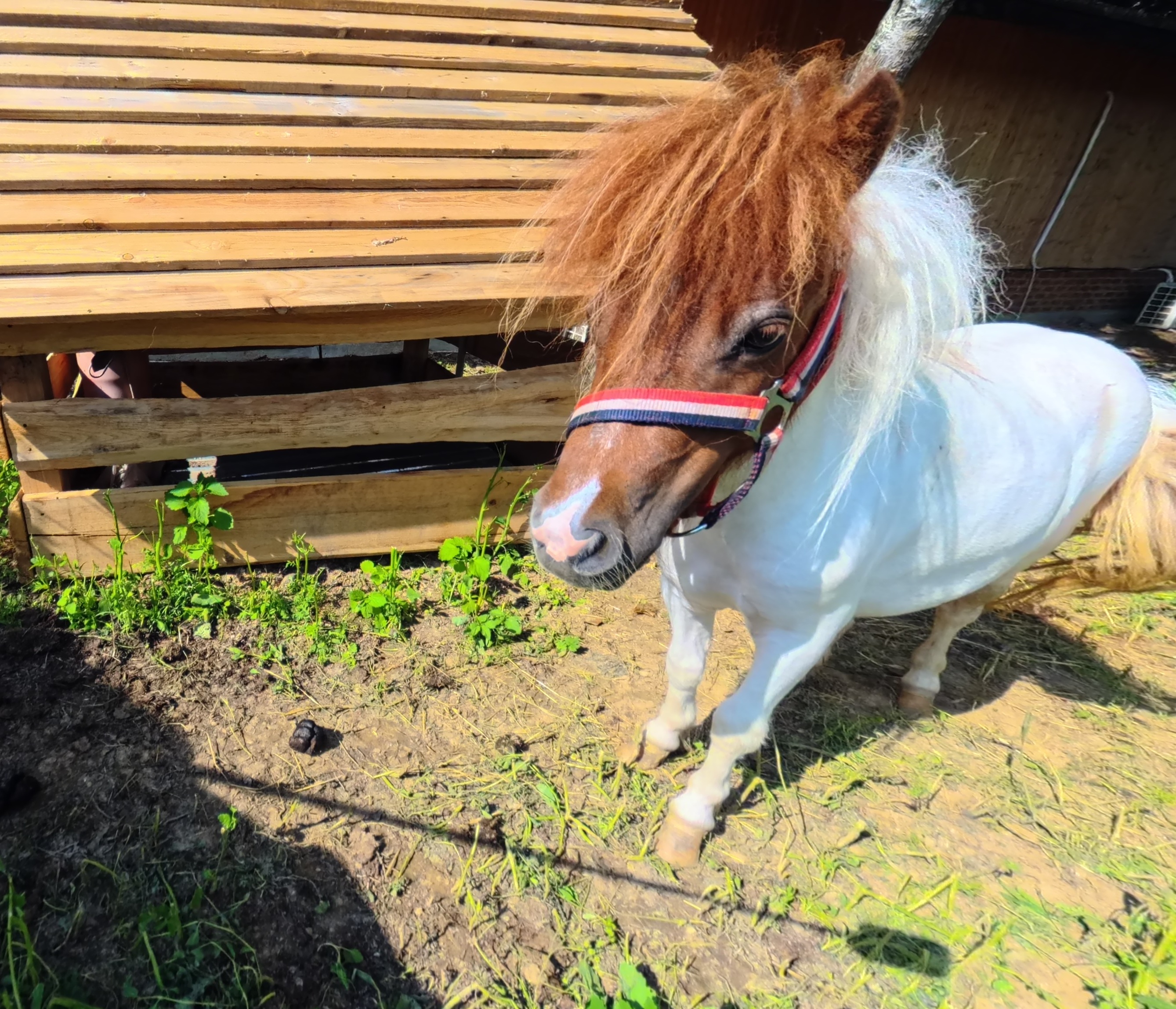 Pony Western Park
